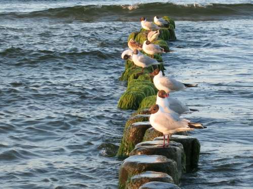 Seagull Baltic Sea Usedom Sea