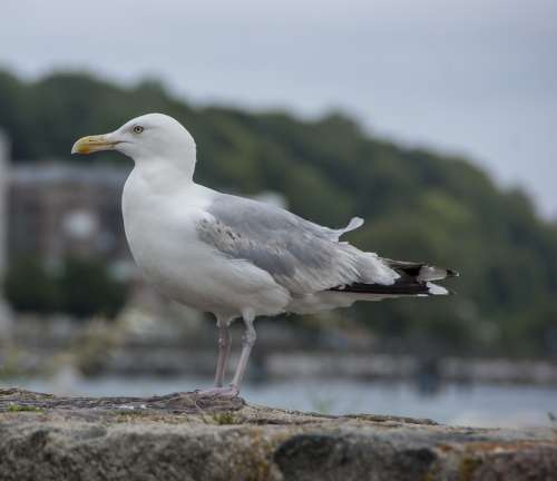 Seagull Bird Sea Zingst Coast Water Bird Flying