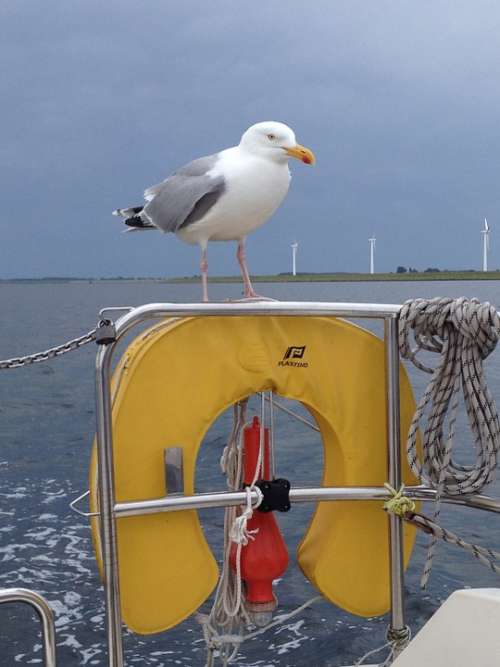 Seagull Bird Water Sailboat