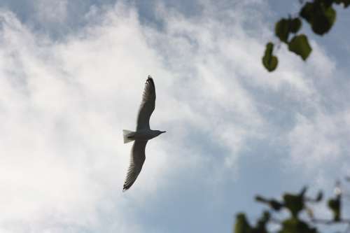 Seagull Sky Bird Flying Nature Animal Water Bird