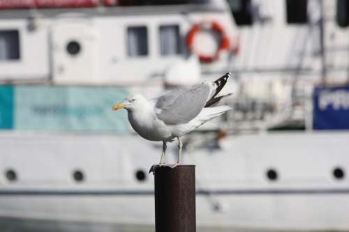 Seagull Bird Pile Port