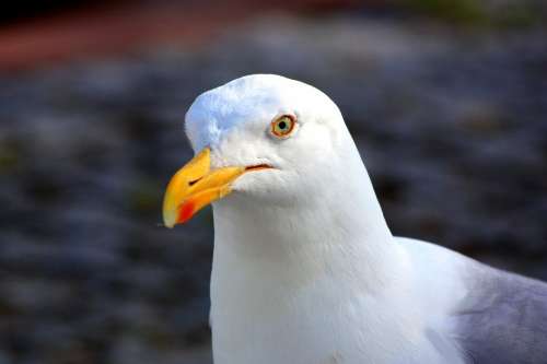 Seagull Close Up Bird Bill Animal Feather Nature