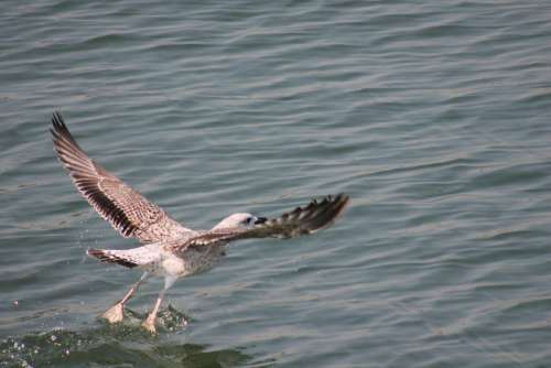 Seagull Bird Nature Animal Beautiful