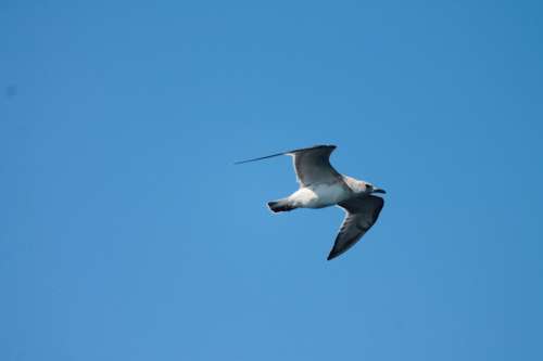 Seagull Bird Air