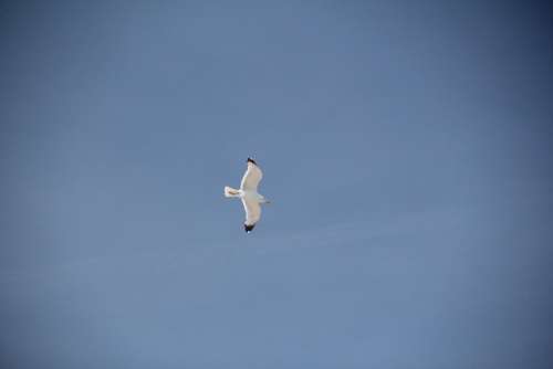 Seagull Bird Coast Sky Animal Flying Flight