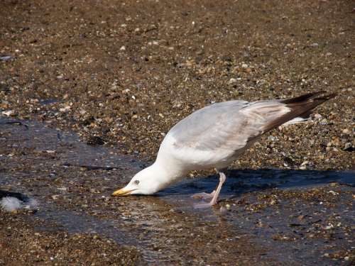 Seagull Drinking Beach Coast Summer Grey Sand