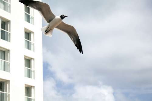 Seagull Hotel Costa Sea Beach