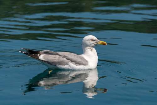 Seagull Bird Nature