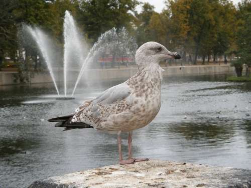 Seagull Bird Gull Water Fountain