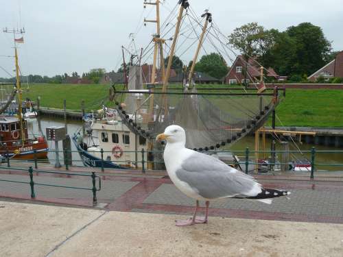Seagull Port Fishing Port Cutter Fishing Vessel