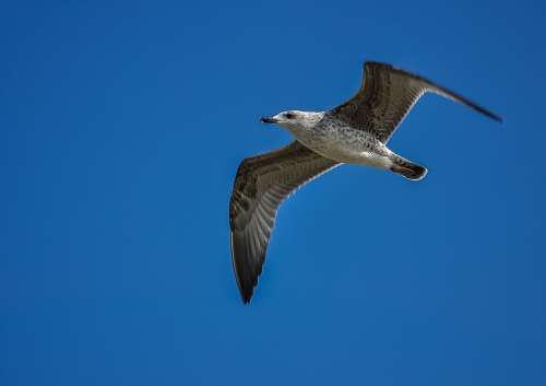 Seagull Sky Fly Bird Nature Blue Freedom Wing