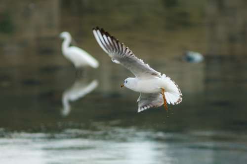 Seagull New Flight