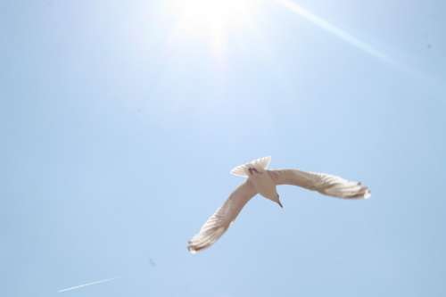 Seagull Sun Blue Sky Seagulls Flight Hope Wings