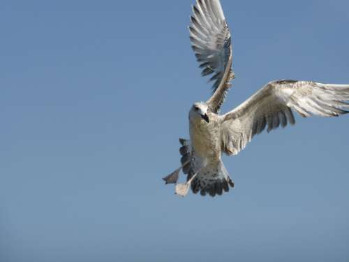Seagull Bird Flight Wings Sky Nature
