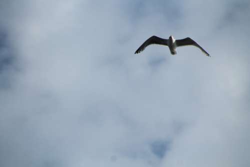 Seagull Grey Sky Bird White Blue Animal Flying