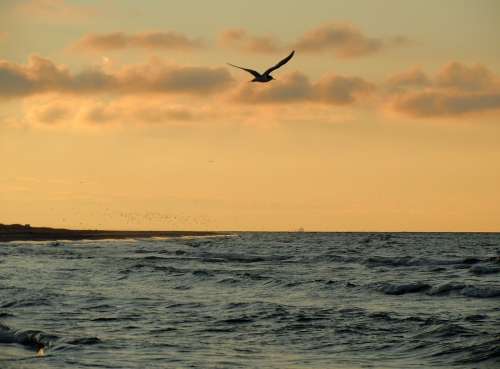 Seagull Sea Coast Evening Light Bird Freedom