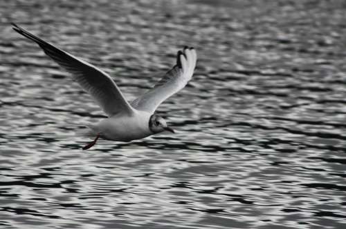 Seagull Scotland Lake Bird