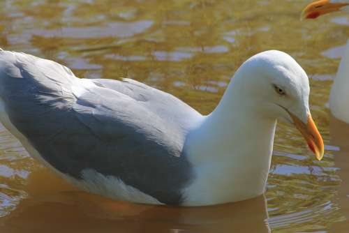 Seagull Bird Lake Nature Feathers Pen Sea