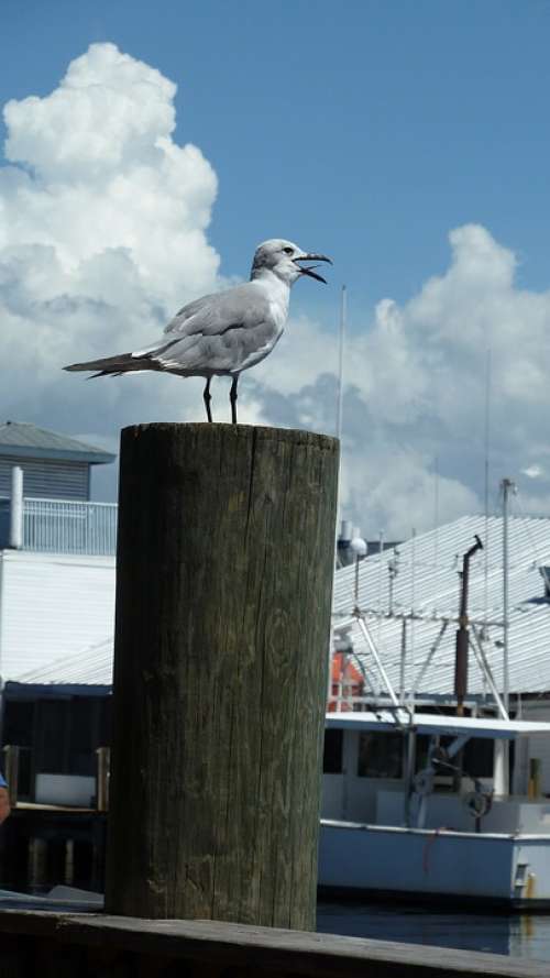 Seagull Gull Bird Nature Animal Pier Dock