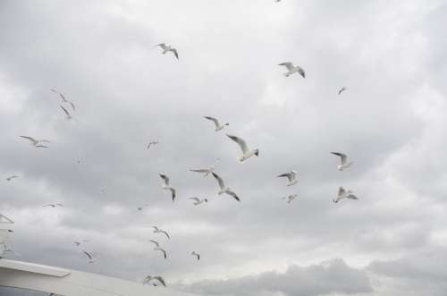 Seagull Sky Cloud Birds