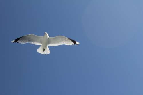 Seagull Sky Blue Sea