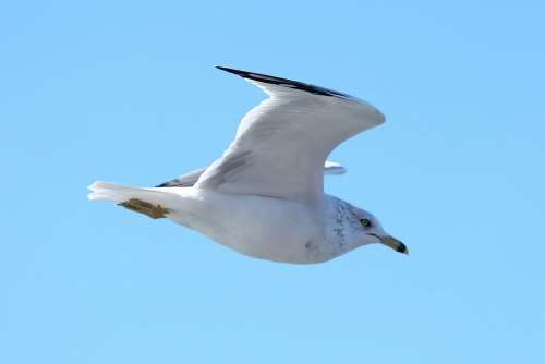 Seagull Bird Nature Sky Animal Flying Freedom