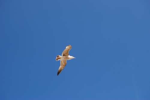 Seagull Bird Sky Bird Flight