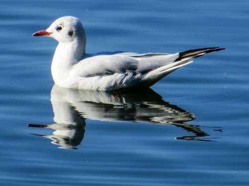 Seagull Bird Animal