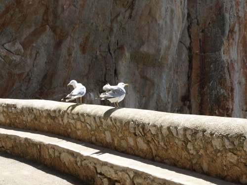 Seagull Rock Bird Waterfowl Nature Sea Gulls