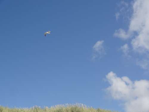 Seagull Sky Blue Sea Grass