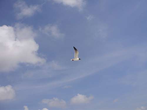 Seagull Bird Sky Clouds Blue Day Outside