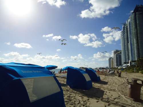 Seagulls Beach Birds Sky