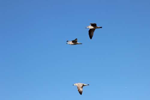 Seagulls Bird Flight Sky