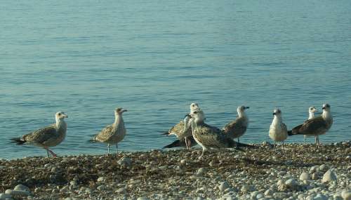 Seagulls Sea Beach Birds Landscape Boulder Altea