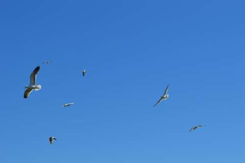 Seagulls Fly Birds Colony Air Blue Wings Bird