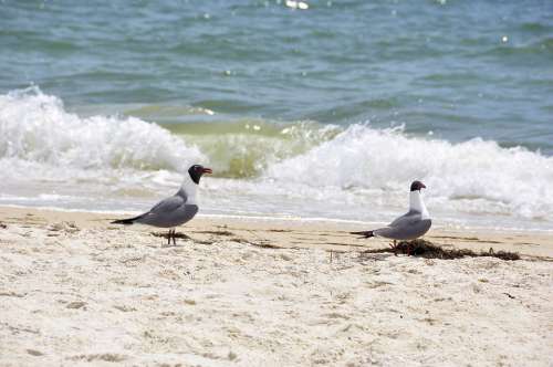 Seagulls Birds Oceans Water Sea Nature Gull Blue