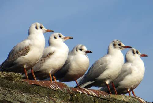 Seagulls Birds Animals