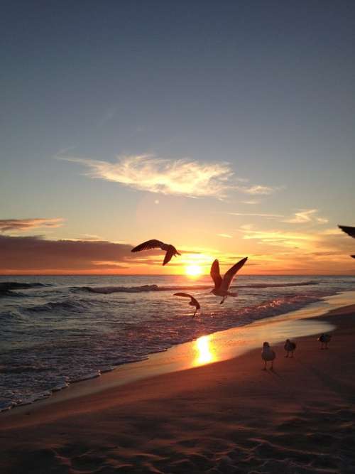 Seagulls Sunset Beach Sea Sky Water Nature Bird