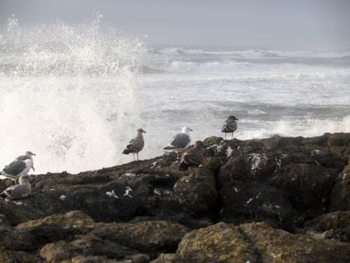 Seagulls Birds Waves Pacific Rocks Water Ocean