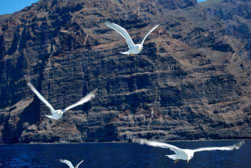 Seagulls Flying Ocean Gigantes Tenerife Island