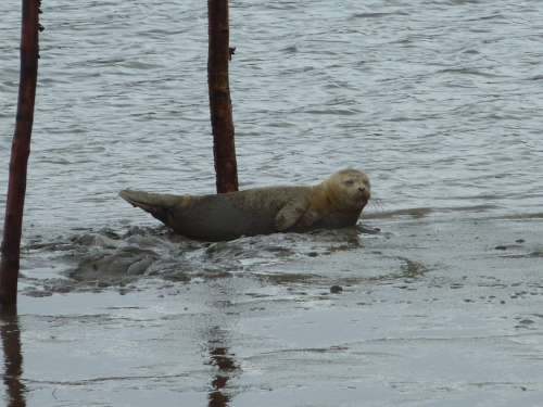 Seal North Sea Robbe