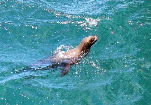 Seal Animals Sea Sea Life Puerto Madryn Water