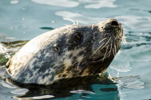 Seal Grey Animal North-Sea Wild-Animal Threatened