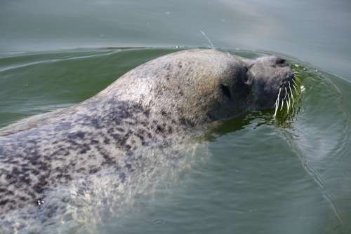 Seal Water Zeehondencreche