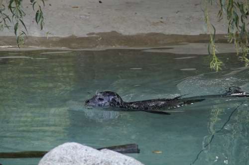 Seal Swim Water Meeresbewohner Zoo Zoo Animal