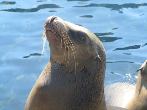 Seal Water Animal Nature Ocean Wildlife Marine