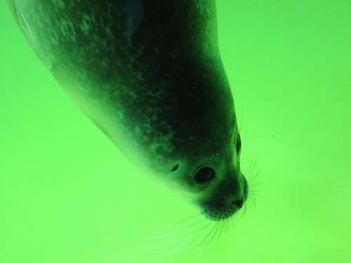 Seal Head Snout Robbe Aquarium Seal Station