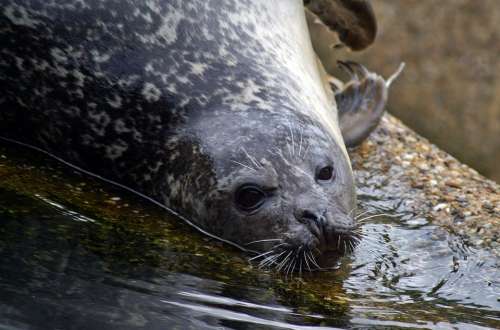 Seal Crawl North Sea Robbe Water Creature