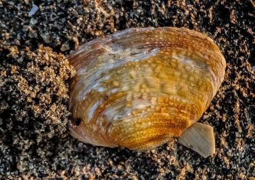 Seashell Shellfish Mussel Nature Close-Up Sand