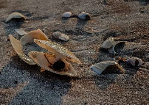 Seashell Shellfish Mussel Nature Close-Up Sand